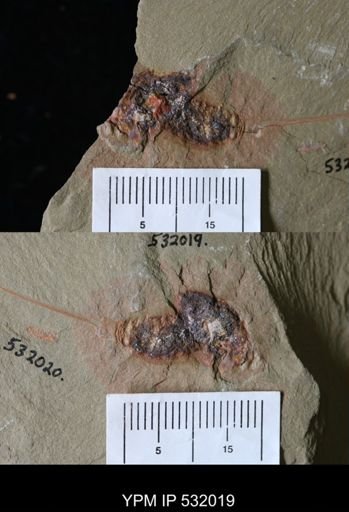 undet. Xiphosurida
