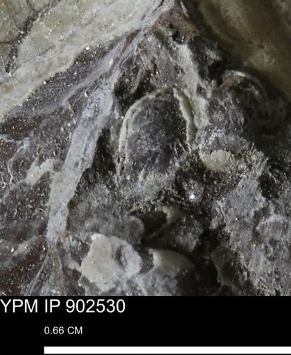undet. Bivalvia