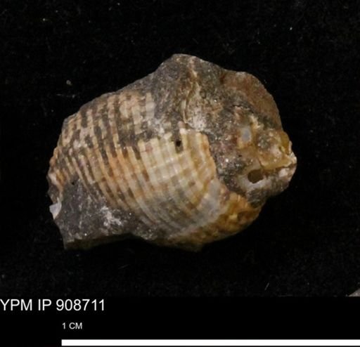 Oligoptycha concinna