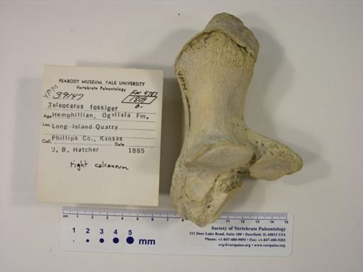 Teleoceras fossiger