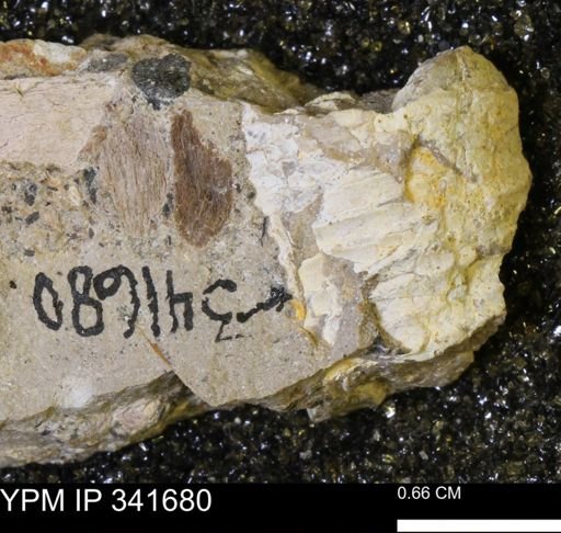 Scaphites sp.