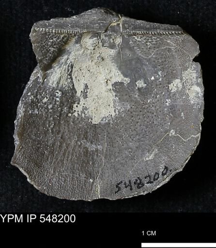 Stropheodonta demissa