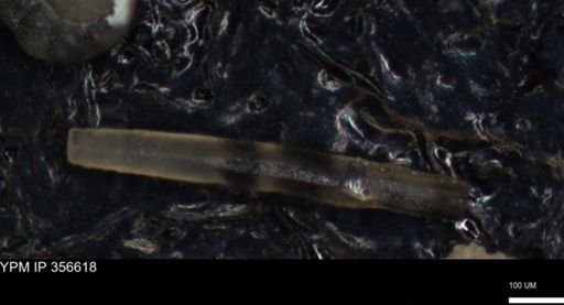 undet. Foraminiferida