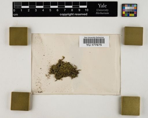 Plantae