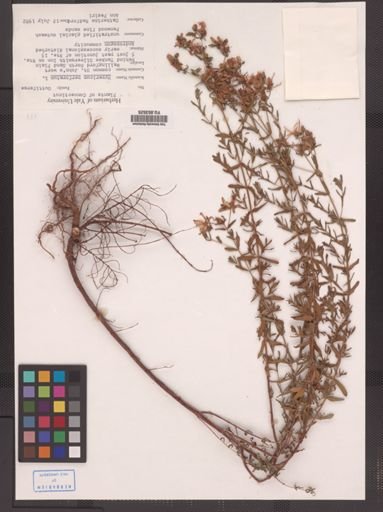 Hypericum perforatum