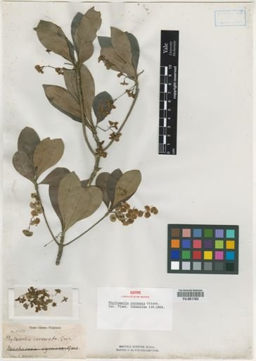 Phyllomelia coronata