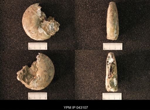 Hoploscaphites nicolletii