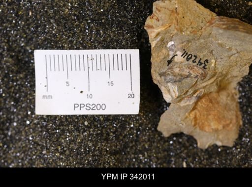 undet. Mollusca