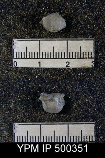 Marginifera sp.