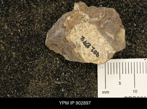 undet. Scaphitidae
