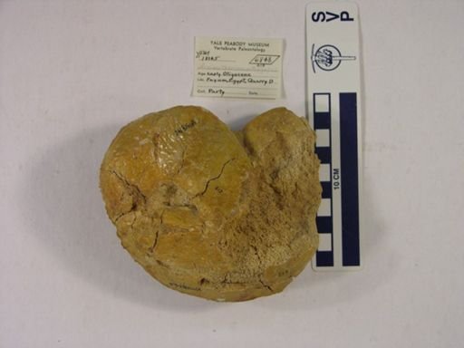 Arsinoitherium sp.