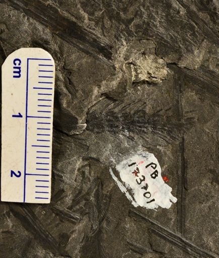 Paleostachya sp.