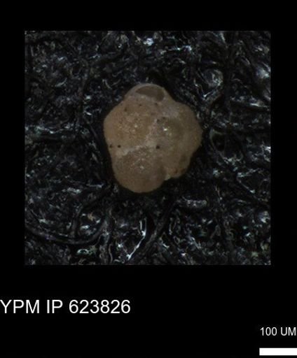 undet. Foraminiferida