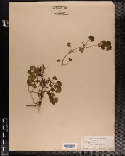 Plantae