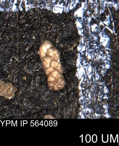Ammobaculoides whitneyi