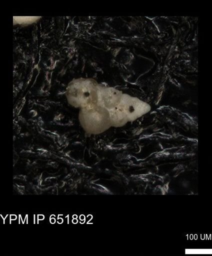 undet. Heterohelicidae