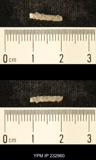 Archaeocidaris sp.
