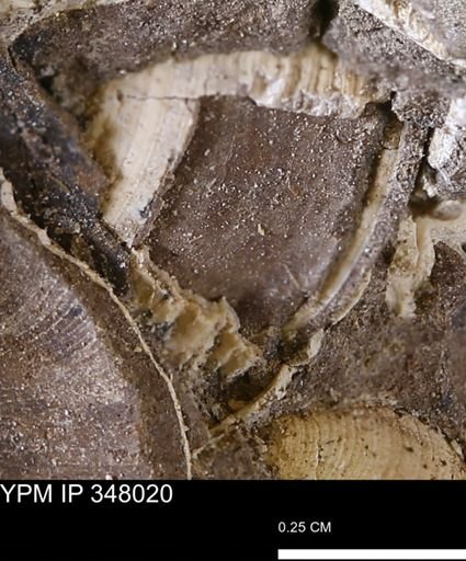 undet. Bivalvia