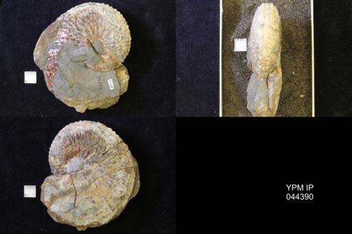 Jeletzkytes nebrascensis