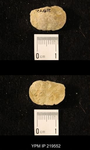 Chonetes granulifer