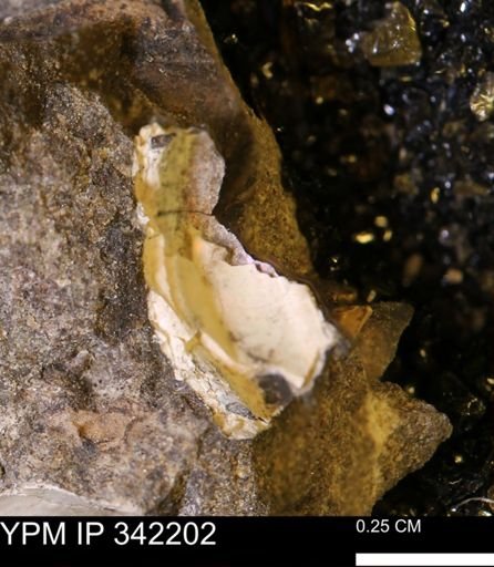 undet. Scaphitidae