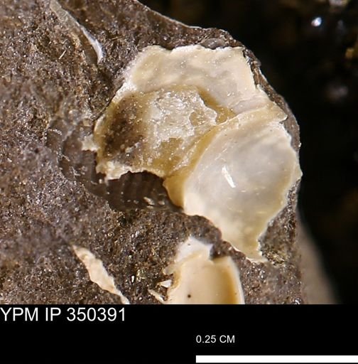 undet. Gastropoda