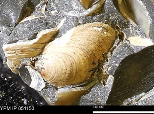 Limopsis striatopunctatus