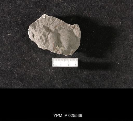 Aviculopecten fasciculatus