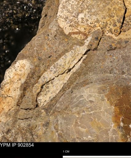 undet. Mollusca
