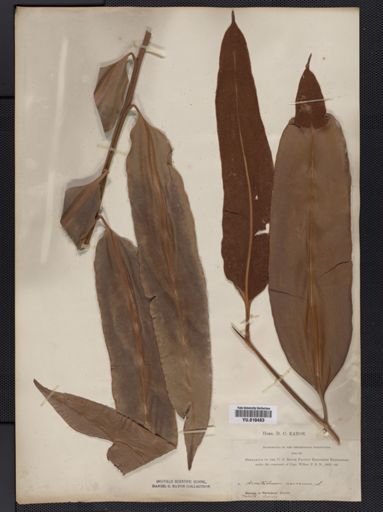 Plantae