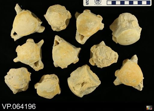 undet. Mosasauridae