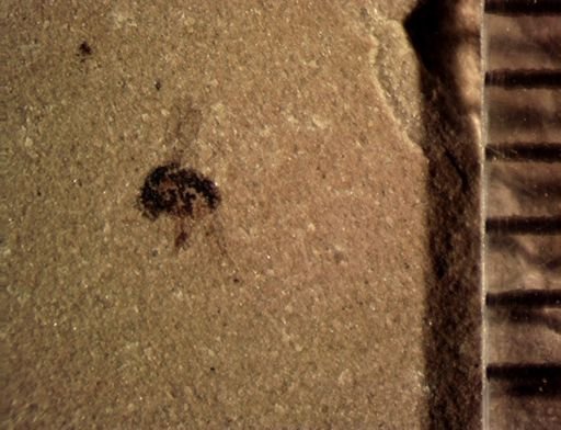 undet. Diptera