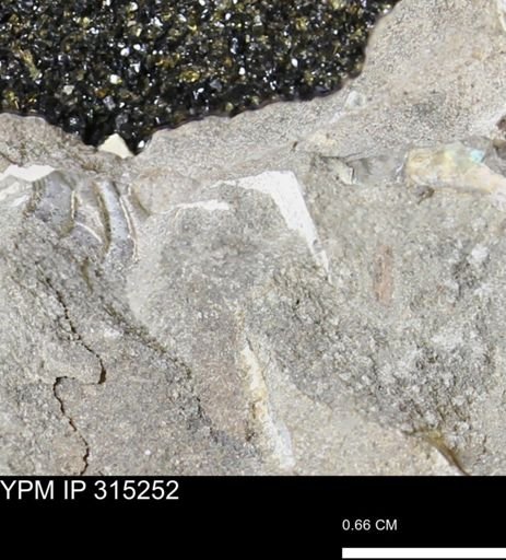 undet. Scaphitidae