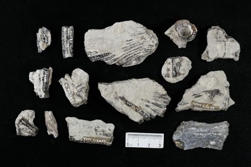 undet. Actinopterygii