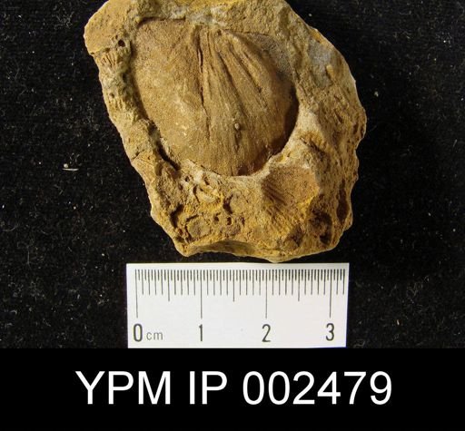 Leptaena sp.