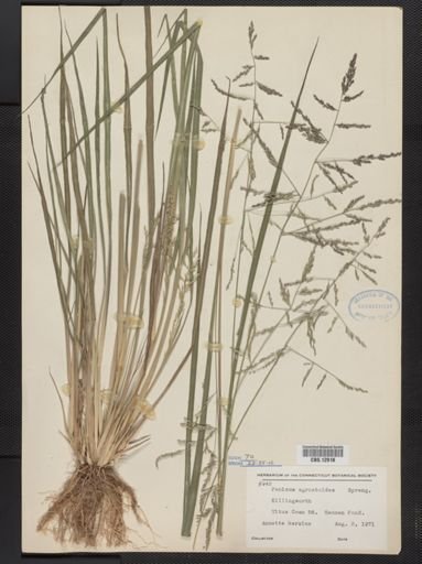Panicum agrostoides