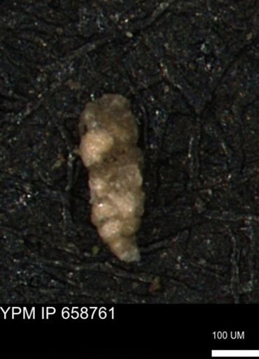 Verneuilinoides kansasensis