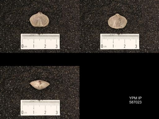 Camarotoechia borealis