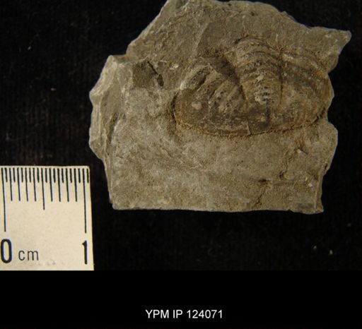 Phacops rana