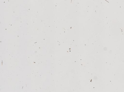 Dysidea sp.