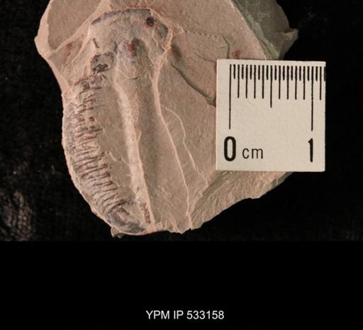 Elrathia kingi