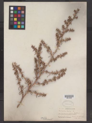Salsola kali caroliniana