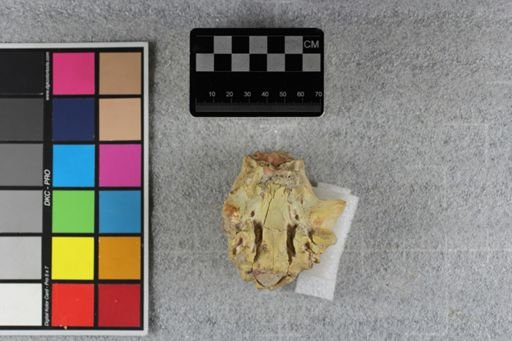 Merycoidodon culbertsoni