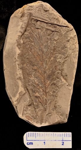 Asplenium dicksoneana