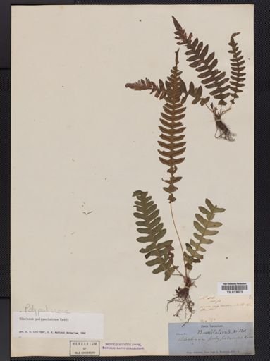 Blechnum