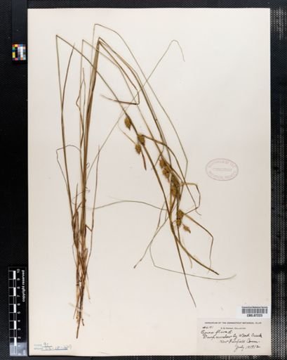 Carex flava