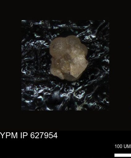 undet. Foraminiferida