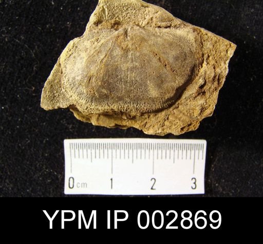 Chonetes sarcinulatus