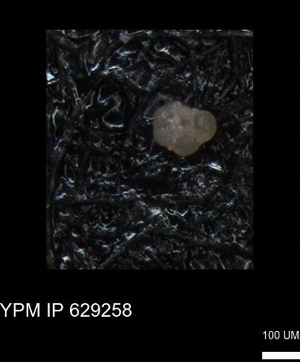 undet. Rugoglobigerinidae