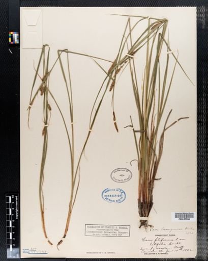 Carex filiformis